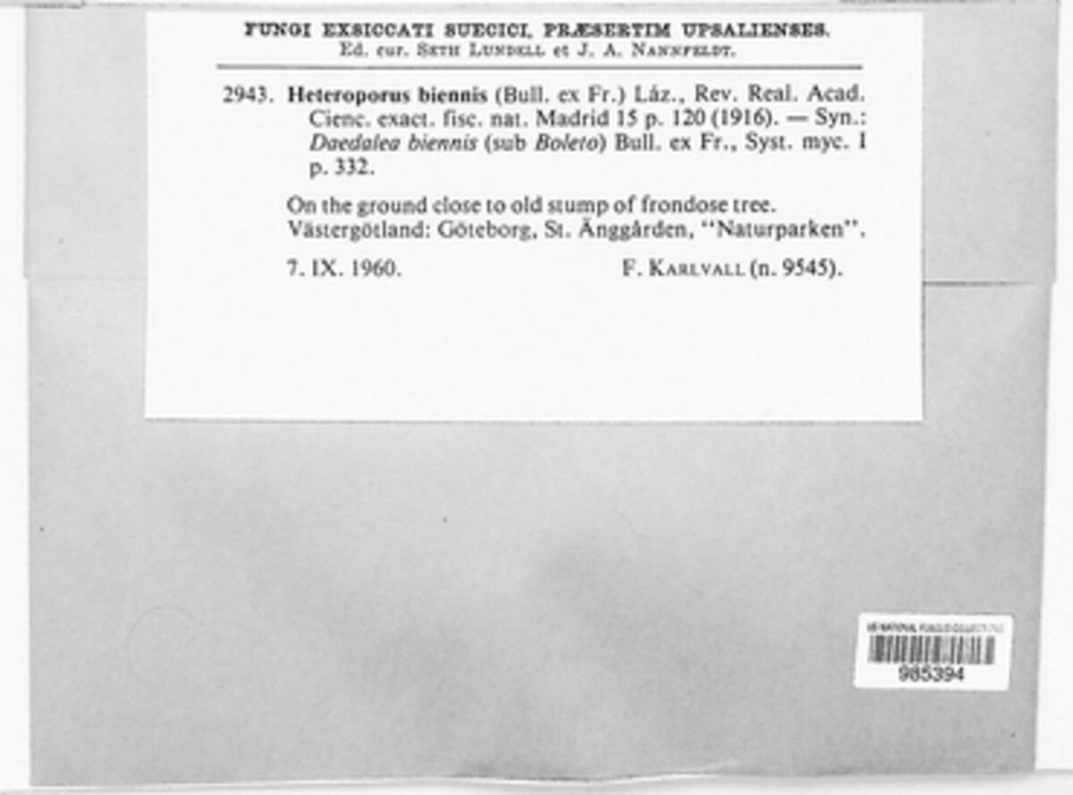 Abortiporus biennis image